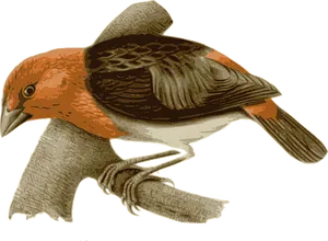 Illustrated Orange Bird Graphic