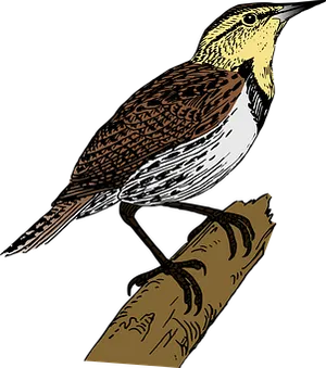 Illustrated Perching Bird