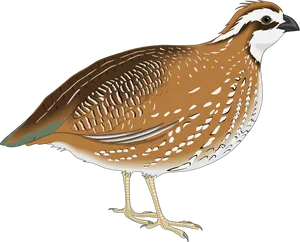 Illustrated Quail Side View PNG image