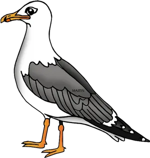 Illustrated Seagull Standing PNG image