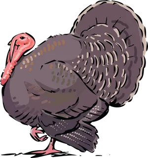 Illustrated Turkey Bird
