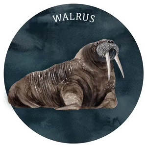 Illustrated Walrus Portrait PNG image