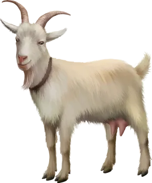 Illustrated White Goat Portrait PNG image