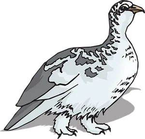 Illustrated White Grouse