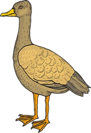 Illustrated Yellow Billed Duck Standing