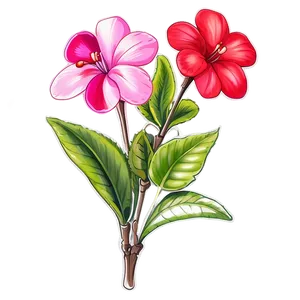 Impatiens Flower Sketch PNG 81 PNG
