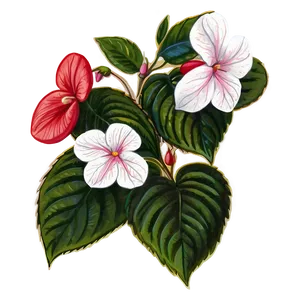 Impatiens Flower Sketch PNG Qta72 PNG
