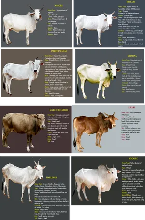 Indian_ Cattle_ Breeds_ Chart PNG image