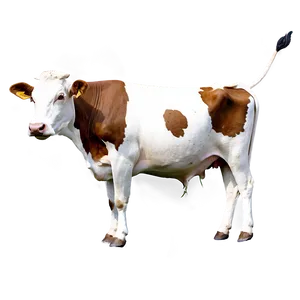 Indian Cow Png Iow19 PNG image