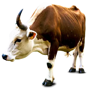 Indian Cow PNG Ugq PNG