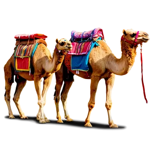 Indian Desert Camel Ride PNG 06132024 PNG