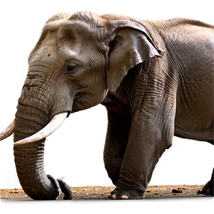 Indian Elephants In The Wild PNG 6 PNG