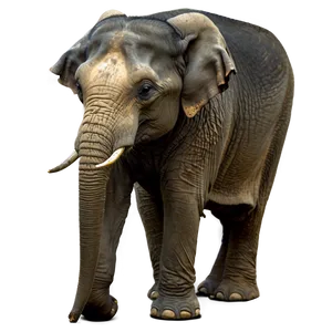 Indian Elephants In The Wild PNG Ofi14 PNG