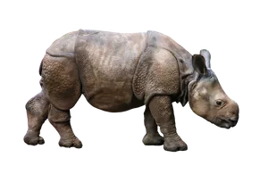 Indian Rhinoceros Isolatedon Gray Background