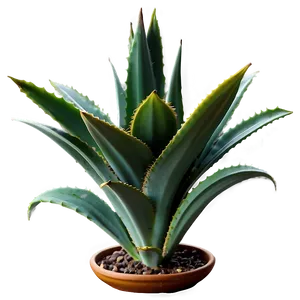 Indoor Agave Plant PNG 06282024