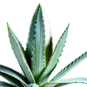 Indoor Agave Plant PNG Dyk37 PNG