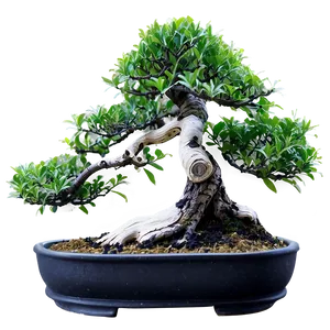 Indoor Bonsai Tree Png 43 PNG image