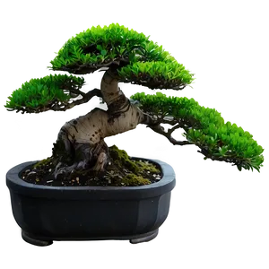 Indoor Bonsai Tree PNG Opy
