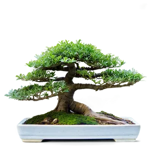 Indoor Bonsai Trees Png 06252024 PNG image