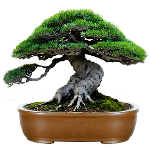 Indoor Bonsai Trees PNG 22 PNG
