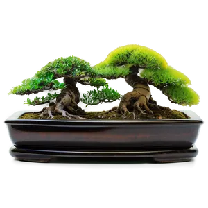 Indoor Bonsai Trees PNG Egp72 PNG