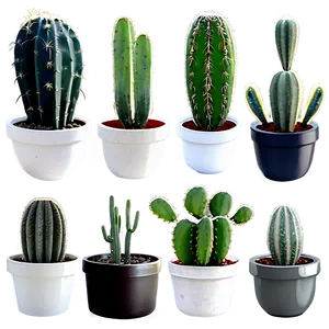 Indoor Cactus Collection PNG 06252024 PNG