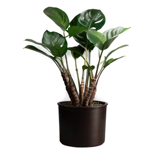 Indoor Floor Plant Png 06282024 PNG image