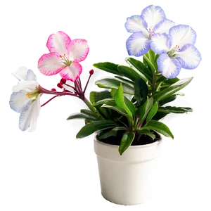 Indoor Flowering Plants PNG 06252024