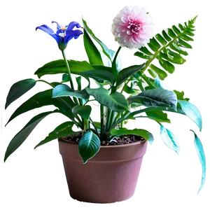 Indoor Flowering Plants Png 22 PNG image