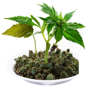 Indoor Grow Weed Png Mvl19 PNG image