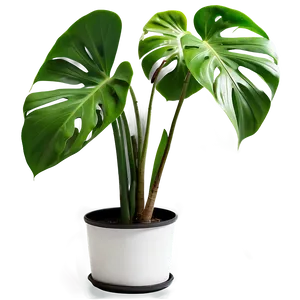 Indoor Monstera Plant Png 18 PNG image