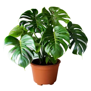 Indoor Monstera Plant Png Dnh PNG image