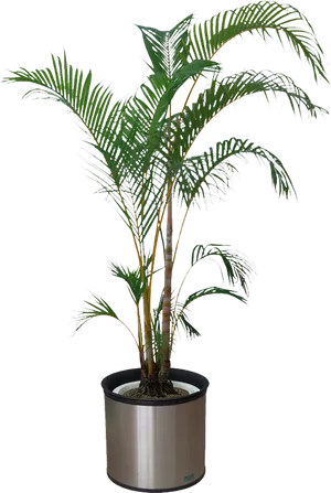 Indoor Palm Plantin Silver Pot PNG image