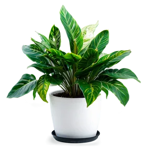 Indoor Plant Leaves Png 06252024 PNG image