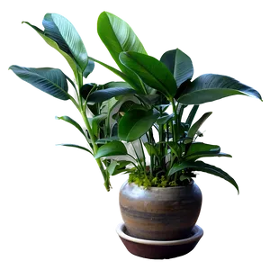 Indoor Plant Leaves Png Qyh58 PNG image