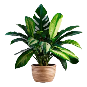 Indoor Plant Leaves PNG Taq43 PNG