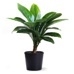 Indoor Plant PNG 05032024