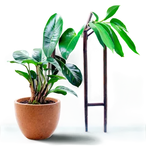 Indoor Plant PNG 26