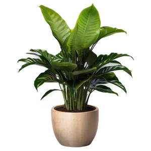 Indoor Plant PNG 41