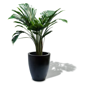 Indoor Plant Shadow Design Png Odv58 PNG image