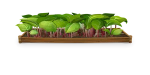 Indoor_ Plant_ Sprouts_in_ Wooden_ Box
