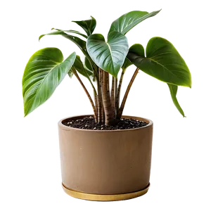 Indoor Plants D