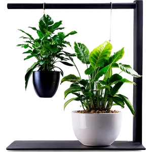 Indoor Plants For Health PNG 06252024