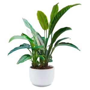 Indoor Plants For Health Png 06252024 PNG image