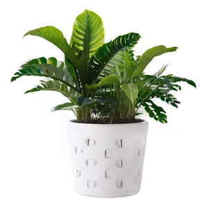 Indoor Plants For Health PNG Onp90 PNG