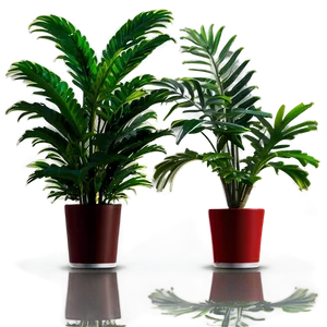 Indoor Plants In Office Png 06252024 PNG image