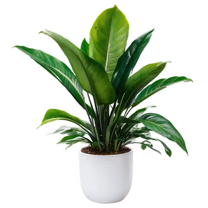Indoor Plants In Office PNG Axh57 PNG