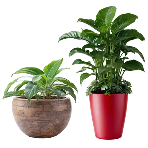 Indoor Plants In Pots PNG Dkr