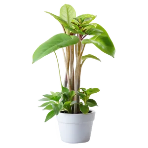 Indoor Plants In Pots PNG Jbi69 PNG
