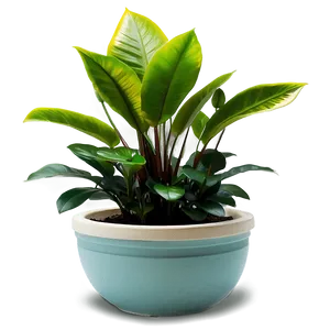 Indoor Plants Png 05042024 PNG image